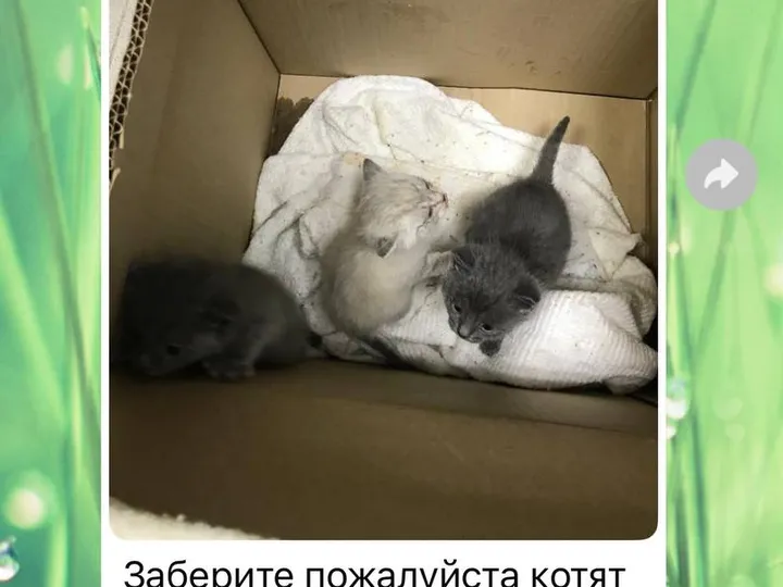 Нужна помощь: Новопавловск
