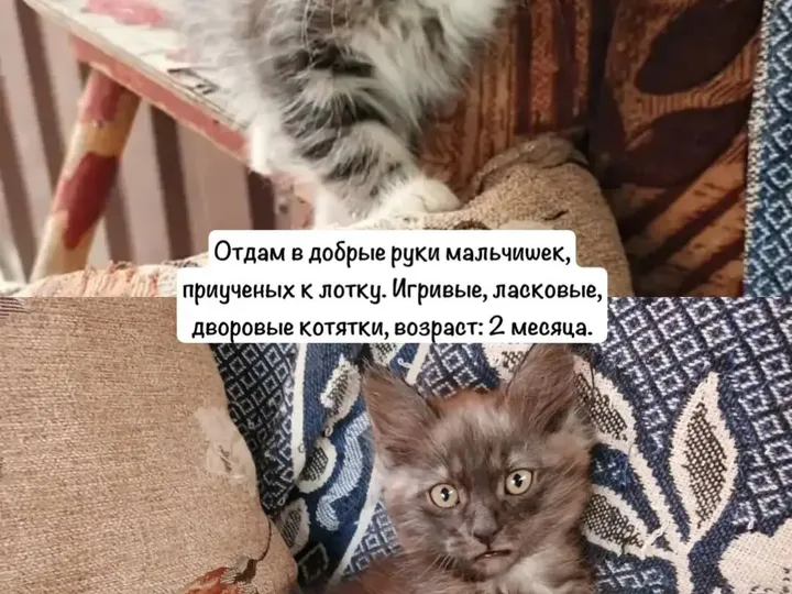 Ищет дом: Ростов-на-Дону