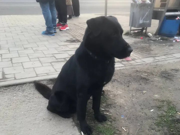 Найден: Новопавловск