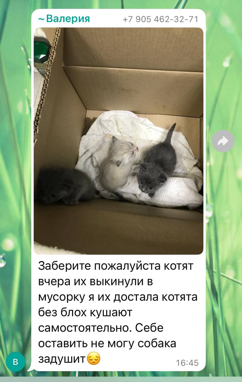 Нужна помощь: Новопавловск
