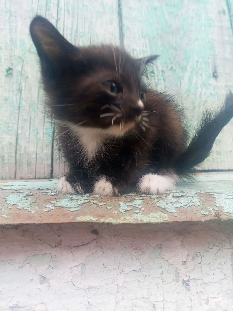 Ищет дом: Шимановск
