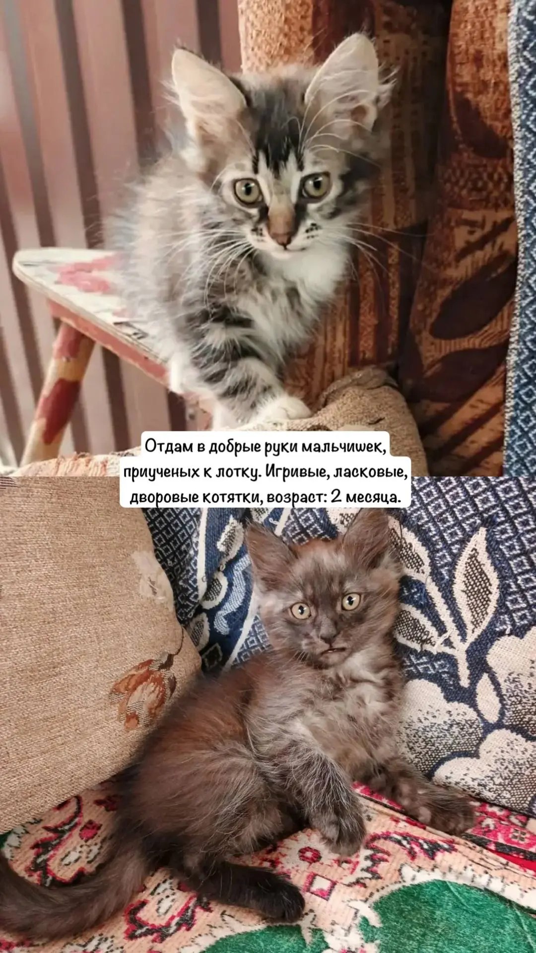 Ищет дом: Ростов-на-Дону