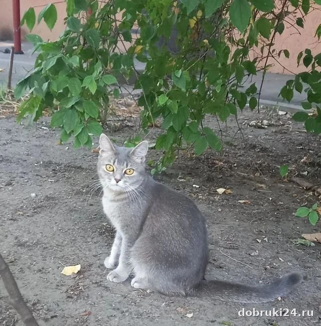Ищет дом: Ростов-на-Дону