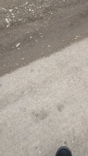 Ищет дом: Новопавловск